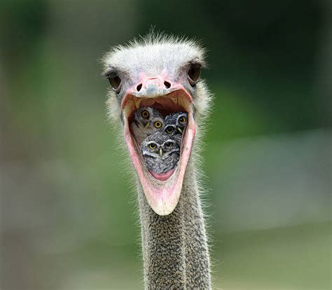 100 Ostrich With Mouth Open Stock Photos Pictures And Royalty Free