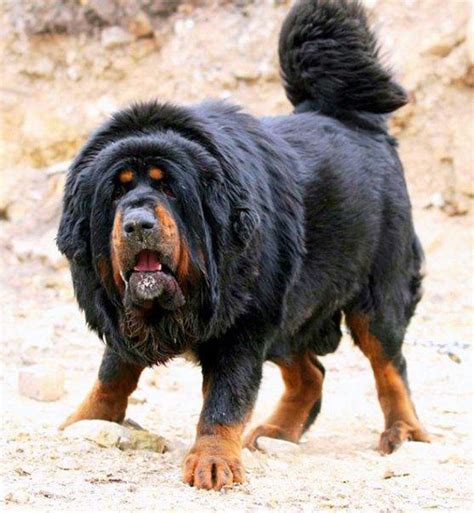 Tibetan Mastiff أضخم فصيلة كلاب