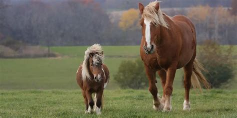 Wat Is Het Verschil Tussen Een Paard En Een Pony Horse Factbook