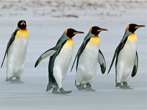 Pingüino rey hábitat y características Mis Animales