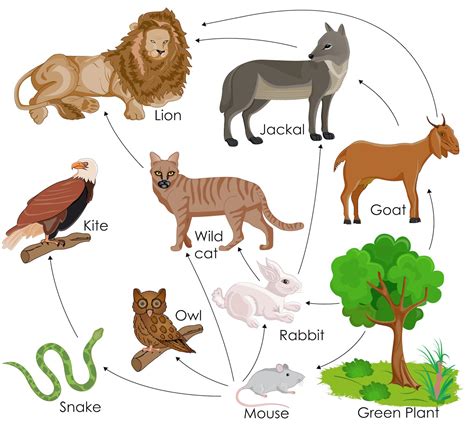 A food chain often begins with a plant because it is able to make its own food. Food Webs in an Ecosystem Science Games | Legends of Learning