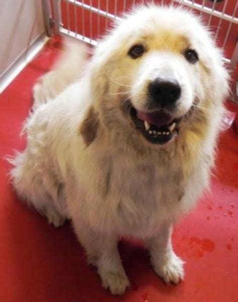 Please note, rita's ranch is located in a water. Great Pyrenees Dog For Adoption In Mason City | Dog ...