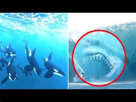 Видео megalodon vs orca