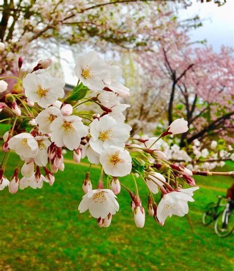 Cherry Blossom Hanami Bbq Party Travel Hokkaido