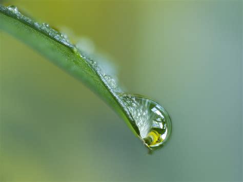 They're like tiny, glass marbles, gently sitting in place. Close Up Of Water Drop On Leaf Photograph by Darwin Wiggett