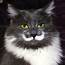 Cat Mustache Wallpaper Free HD Animal Screen Savers