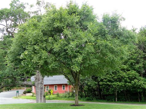 Feature Foliage Lacebark Elm Ulmus Parvifolia Tamke Tree Experts