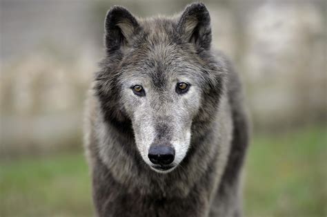Tracking Frances Most Controversial Animal The Wolf The Independent