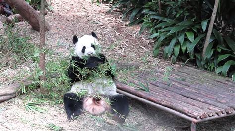 Giant Panda Kai Kai At Singapore Zoo River Safari 2015 Youtube