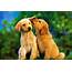 Funny Wallpapers Puppy Love Dogs Puppies Dog Games 