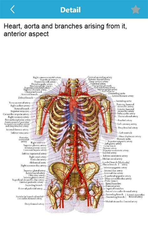 They are connected to the posterior wall of the abdomen by the mesentery, a thin vascular membrane. Human Anatomy Atlas for Windows 10 Mobile