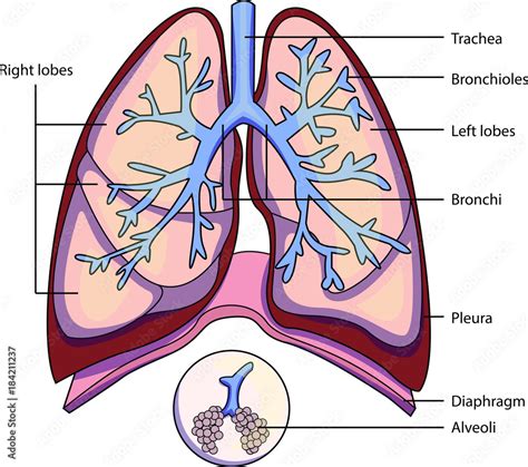 The Lungs Are Labeled In This Diagram Vrogue Co