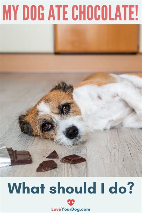 Help My Dog Ate Chocolate Is It Toxic Or Poisonous What Should I Do