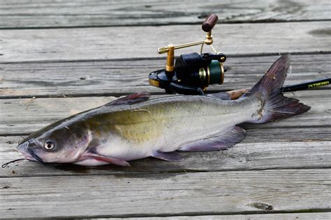 Catfish Of The Chesapeake Chesapeake Bay Program