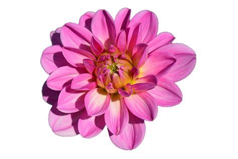 Flower Png Image Purepng Free Transparent Cc0 Png Image Library