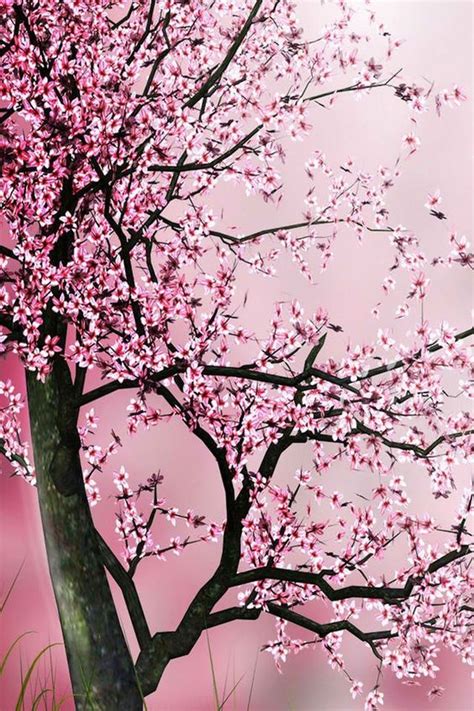 Download Cherry Blossom Phone Wallpaper Gallery