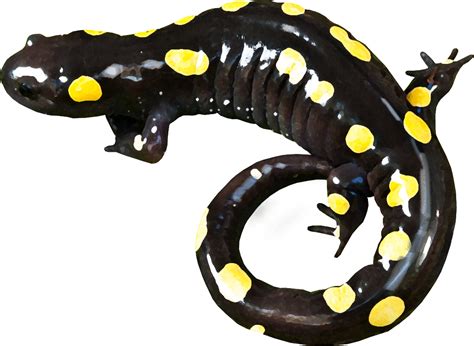 Yellow Spotted Salamander Zoo Ecomuseum