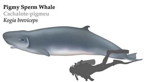 Pygmy Sperm Whale Azores Whale Watching Terra Azul™