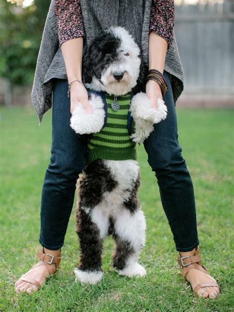 We believe our sheepadoodle puppies are different from most of the other sheepadoodle breeders as we have used a black and white parti standard poodle to sire our litters. Sheepadoodle (Sheepdog-Poodle mix) Info, Miniature ...