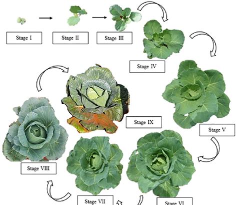 Phenological Phases Of The Brassica Oleracea Culture Source Marasca