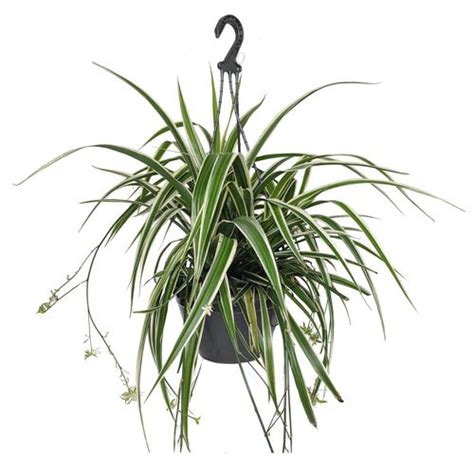 200mm Spider Plant Hanging Basket Chlorophytum Comosum Bunnings