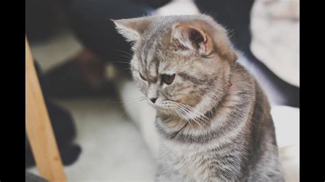 A cat café is a theme café whose attraction is cats that can be watched and played with. FELINE ENCOUNTERS | Purr Cat Cafe Club - YouTube