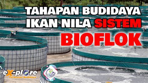 Tahapan Budidaya Ikan Nila Sistem Bioflok Youtube My Xxx Hot Girl