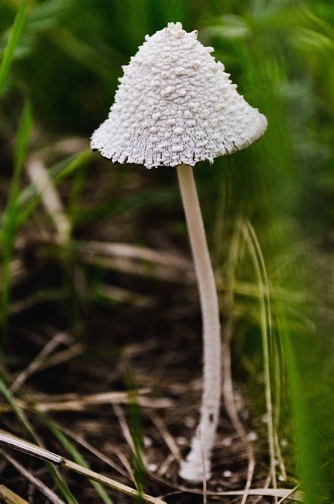 Macro Photography Of White Mushroom · Free Stock Photo