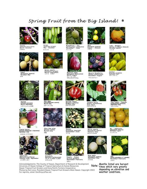A Great Fruits And Vegetables List Vege Island