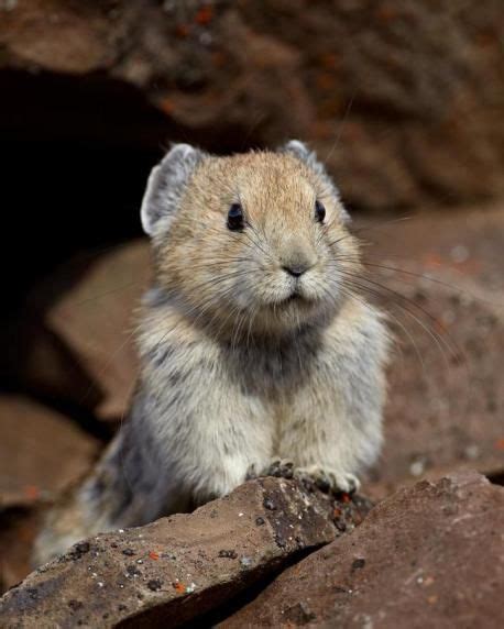 Unlike Rabbits And Hares Pikas Are Active During The Day With The