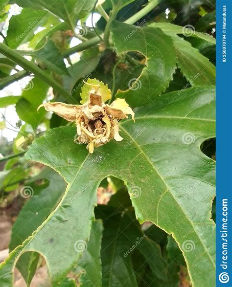 Disease Affected Passion Fruit Flower June 2022 In Kenya Stock Photo