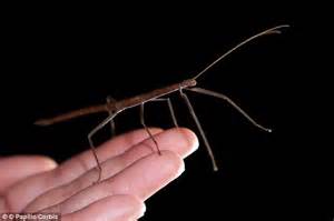 How The Stick Insect Sticks And Unsticks Itself With Foot Fluid Daily