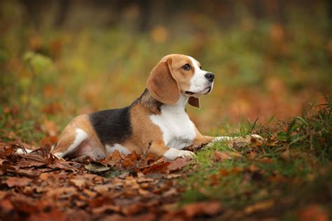 Beagle Breed Guide | Pet Insurance Review