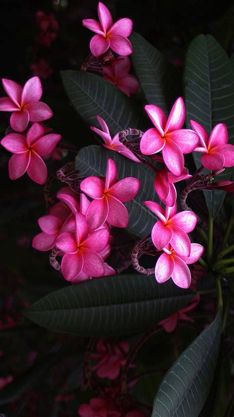 Plumeria Flowers Pink Wallpaper Iphone 2021 3d Iphone Wallpaper