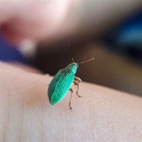 Small Green Beetle ~5mm Long In Toronto Canada Whatsthisbug