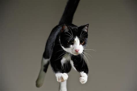 Jumping Tuxedo Cat By Akimasa Harada