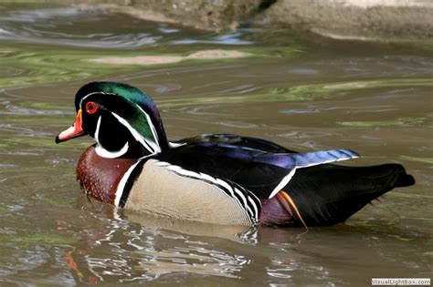 Identify American Wood Duck Wildfowl Photography