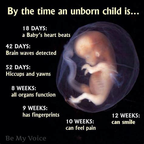 Daddy Quotes For Unborn Baby Quotesgram