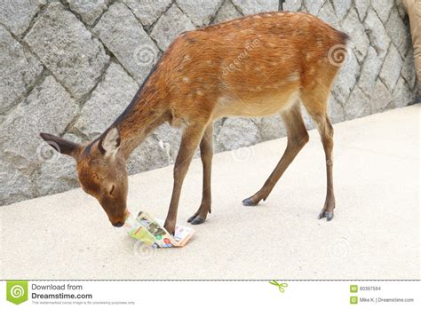 Sika Deer Stock Photo Image Of Feeding Issued Field
