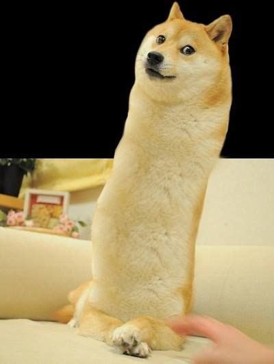 105 Best Images About Doge On Pinterest