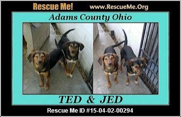 Please select petrescue id pet name group article. RESCUED - ACORN: Adams County Ohio Rescue Network - West ...