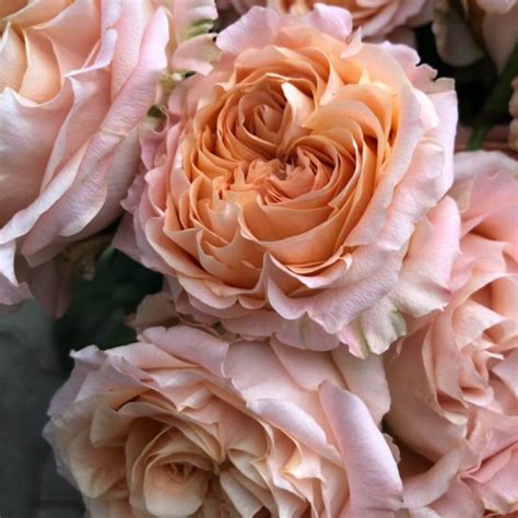 Rose Apricot Lace Is An Exceptionally Beautiful Spray Rose Bred By
