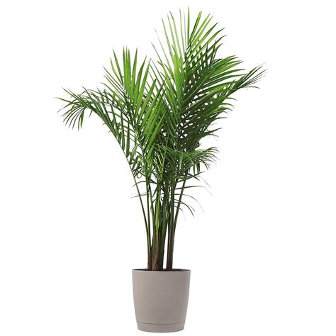 Majesty Palm Large Indoor Plants Live Indoor Plants Plants