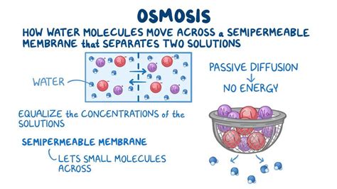 Osmosis Process Osmosis