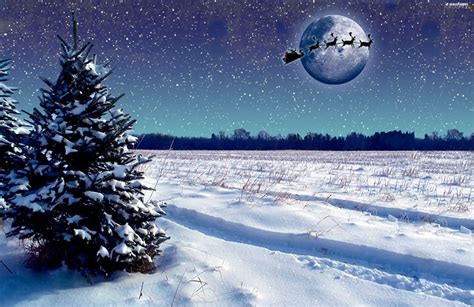 Christmas Tree Team Nicholas Field For Desktop Wallpapers 2560x1662