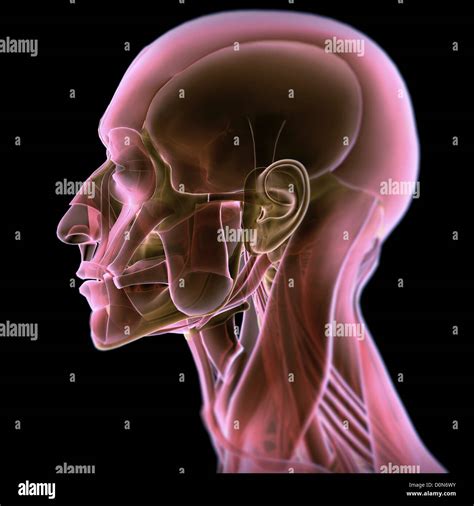 Side View Of The Anatomy Of The Head Stock Photo Alamy