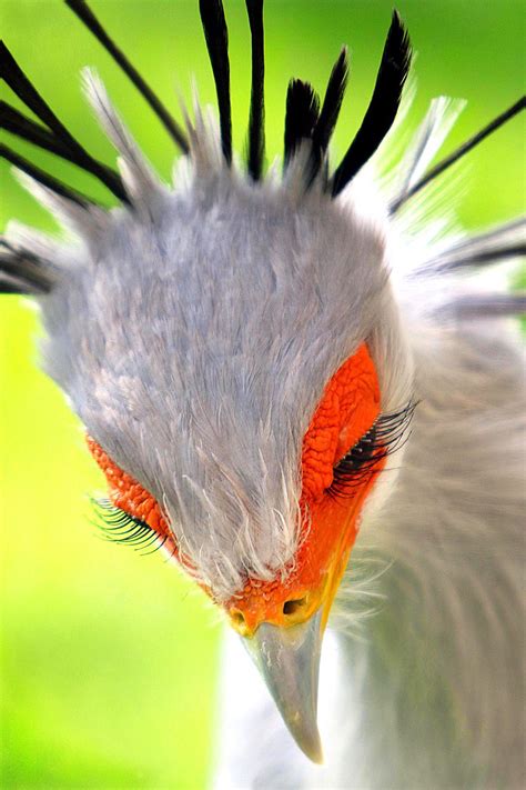 Do Birds Have Eyelashes All About Birds All About Birds