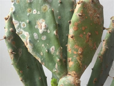 The cactus community on reddit. What is wrong with my cactus?