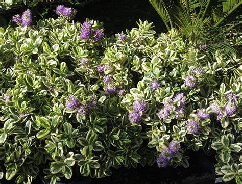 Hebe Plants Guide How To Grow Care For Shrubby Veronica