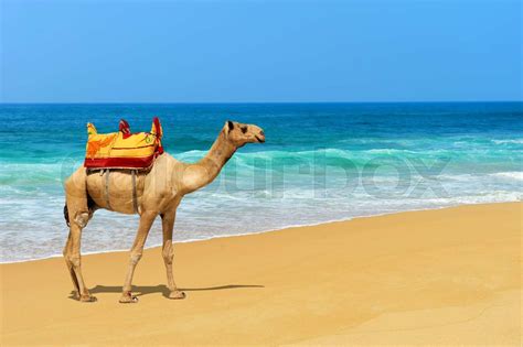 camel on the beach stock image colourbox